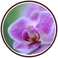 orchideeenhoeve orchideeenhoeve
