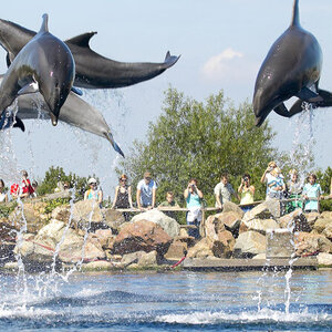 Dolfinarium