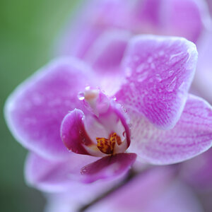 orchideeenhoeve5